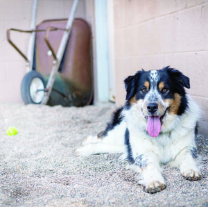 Aussie at Humane Society