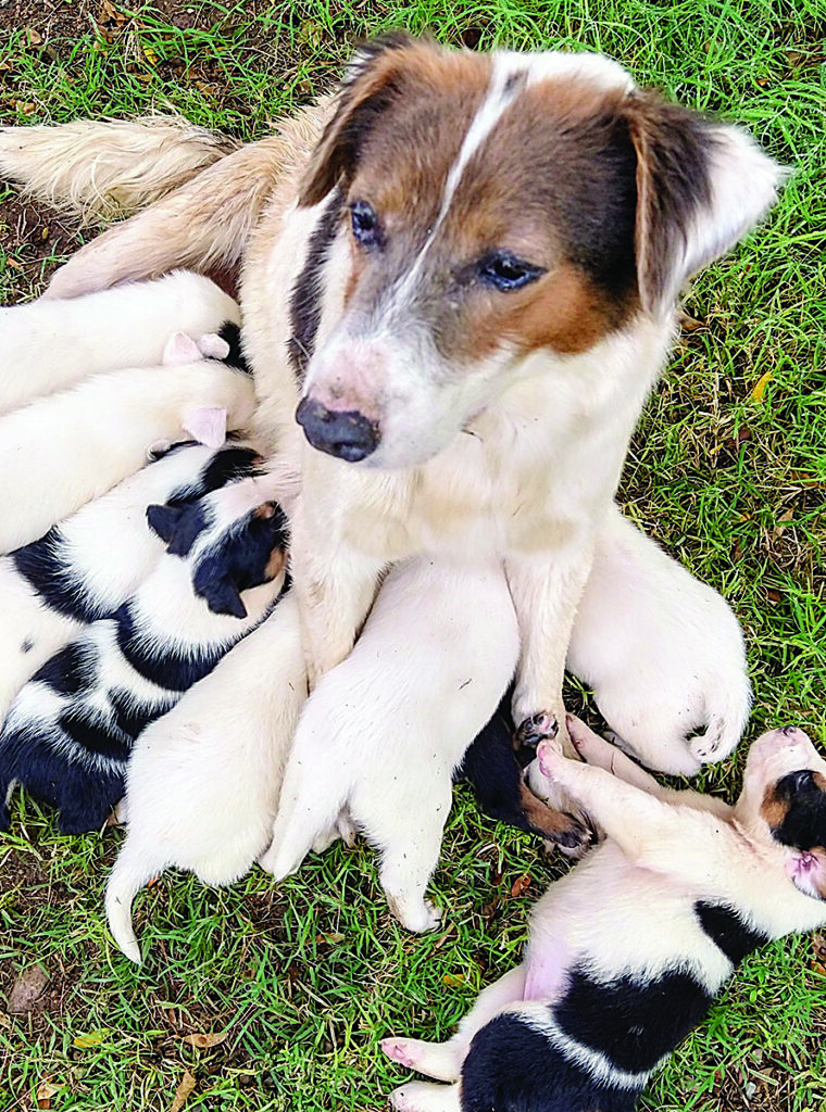 Mamma with puppies