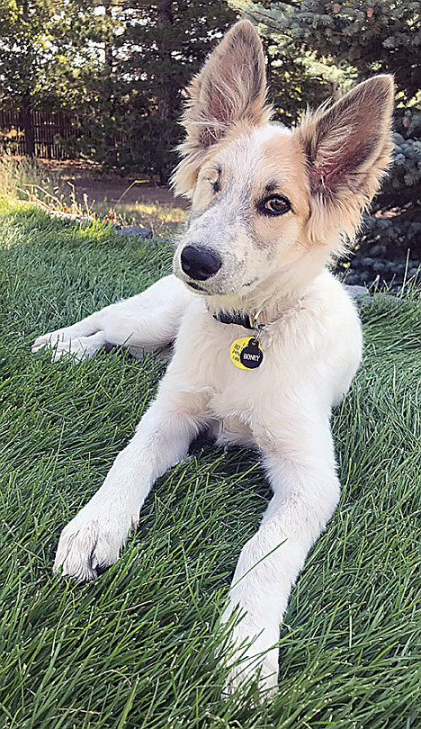 Honey Lounging On Grass