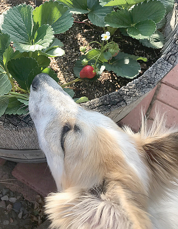 Honey Sniffing Strawberry Plants