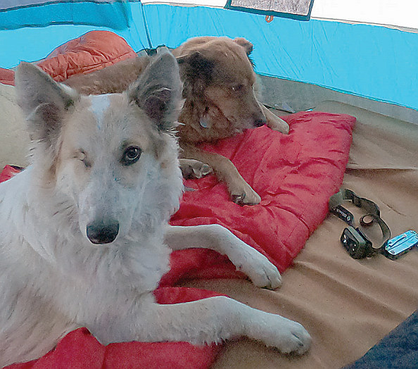 Honey In Tent with Friend