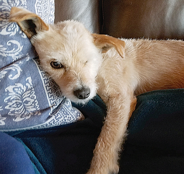 Sandy On Couch