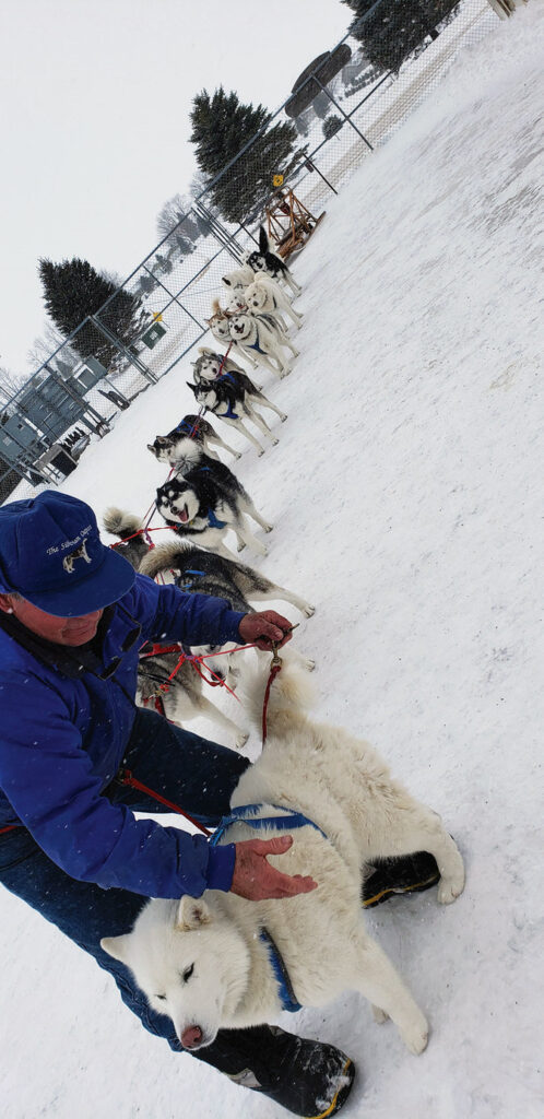 Jim Feyen hitches the team of Siberian Huskies at Siberia Outpost Stacey Wittig photo