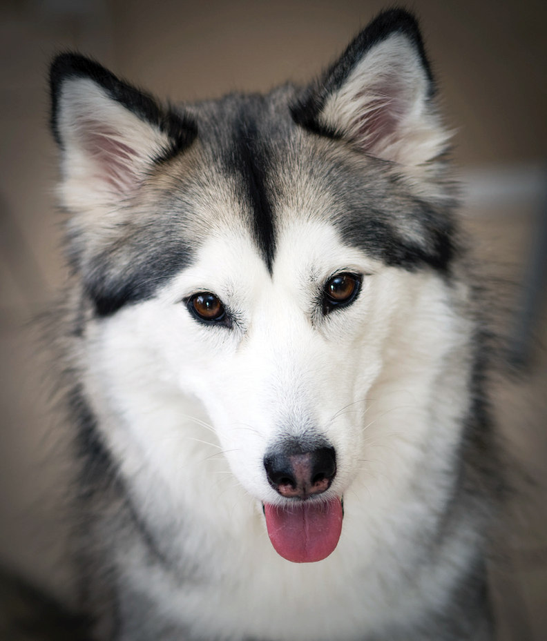 Siberian Huskies are known to be a loyal breed