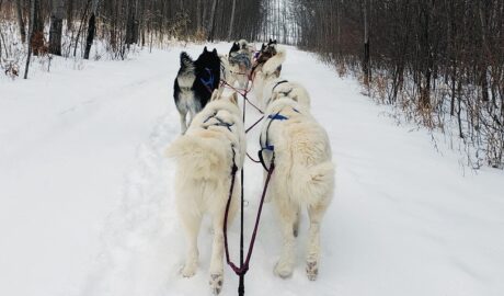 Siberian Outpost’s 16-dog team charges through the Wisconsin woods 2