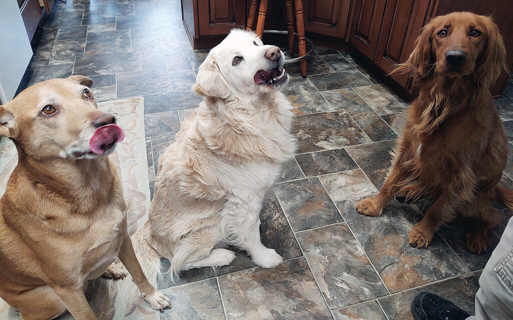 Treat Time Hazel Tucker Keira