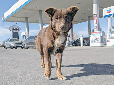 Underdog Animal Rescue and Rehab Kayenta gas station rescue